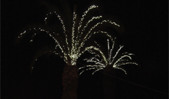Centro storico, delle palme illuminate